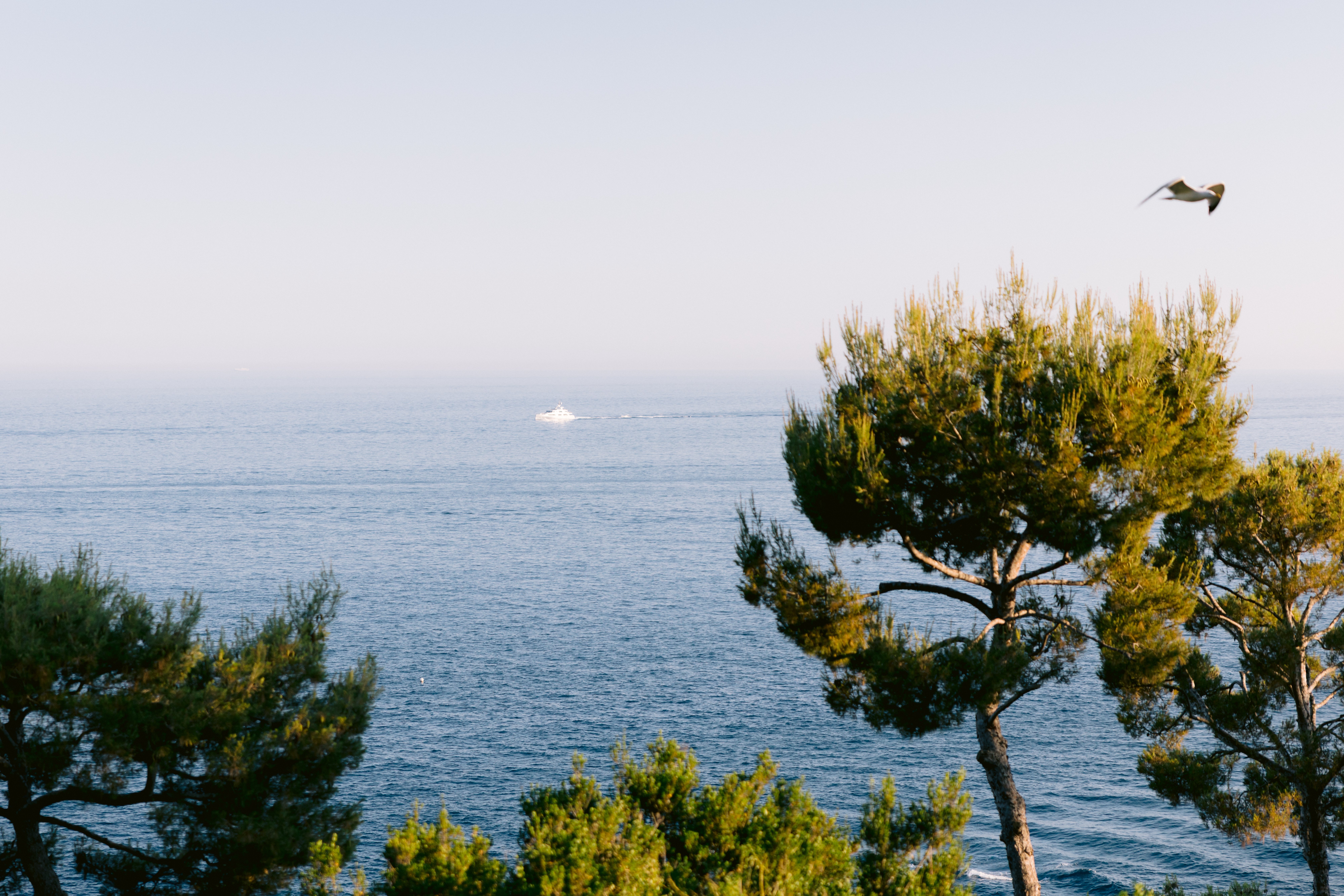 Cap Ferrat pines and Mediterranean blue